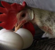 Les poules débarquent en ville / Le Monde.fr