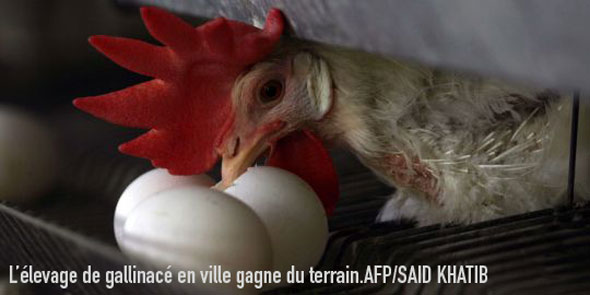 Combien De Temps Couve Une Poule Naine Les poules débarquent en ville / Le Monde.fr | Les Ekovores